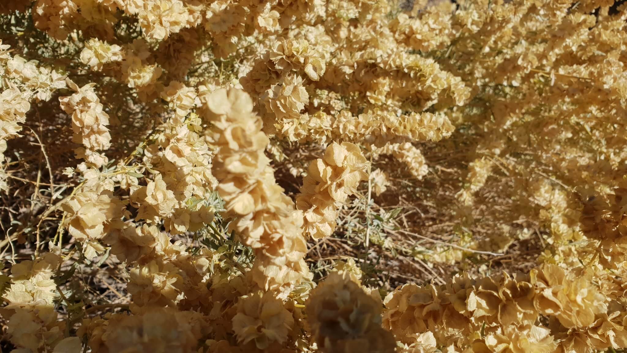 Atriplex canescens